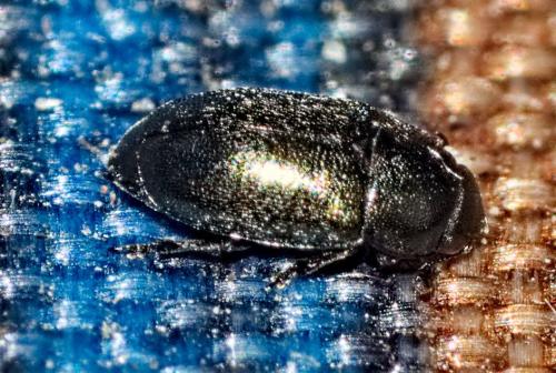 Meligethinae